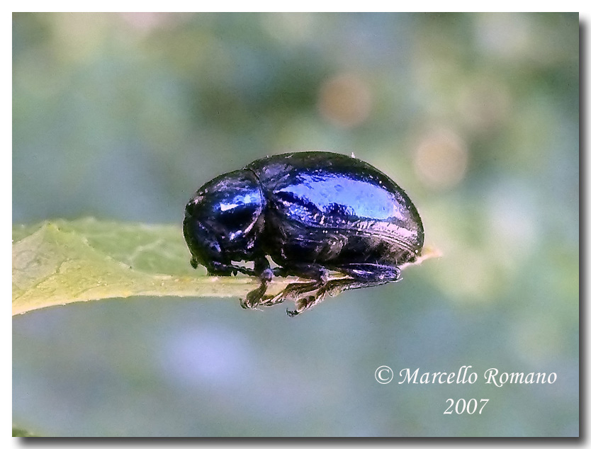 Eumolpus asclepiadeus (Chrysom) su Vincetoxicum hirundinaria